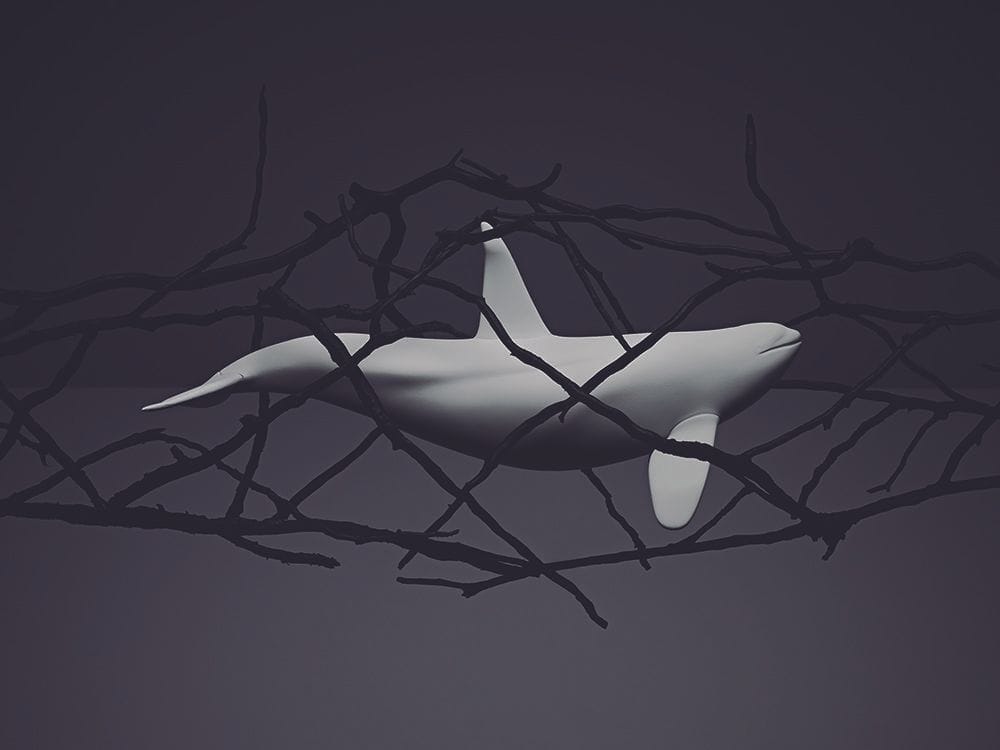 Artwork Title: Orca