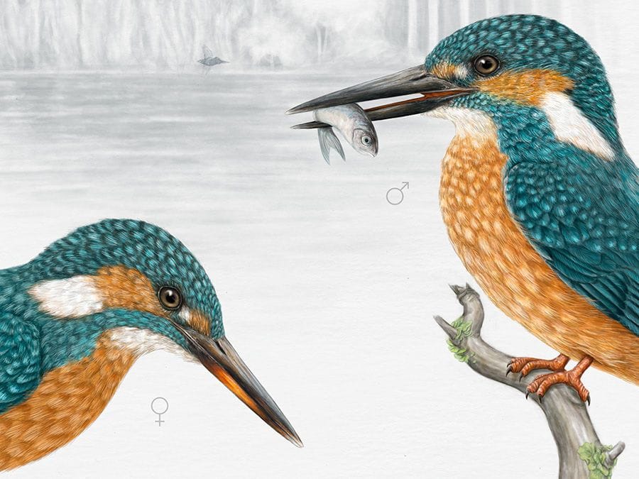 Artwork Title: Kingfisher (Alcedo atthis)
