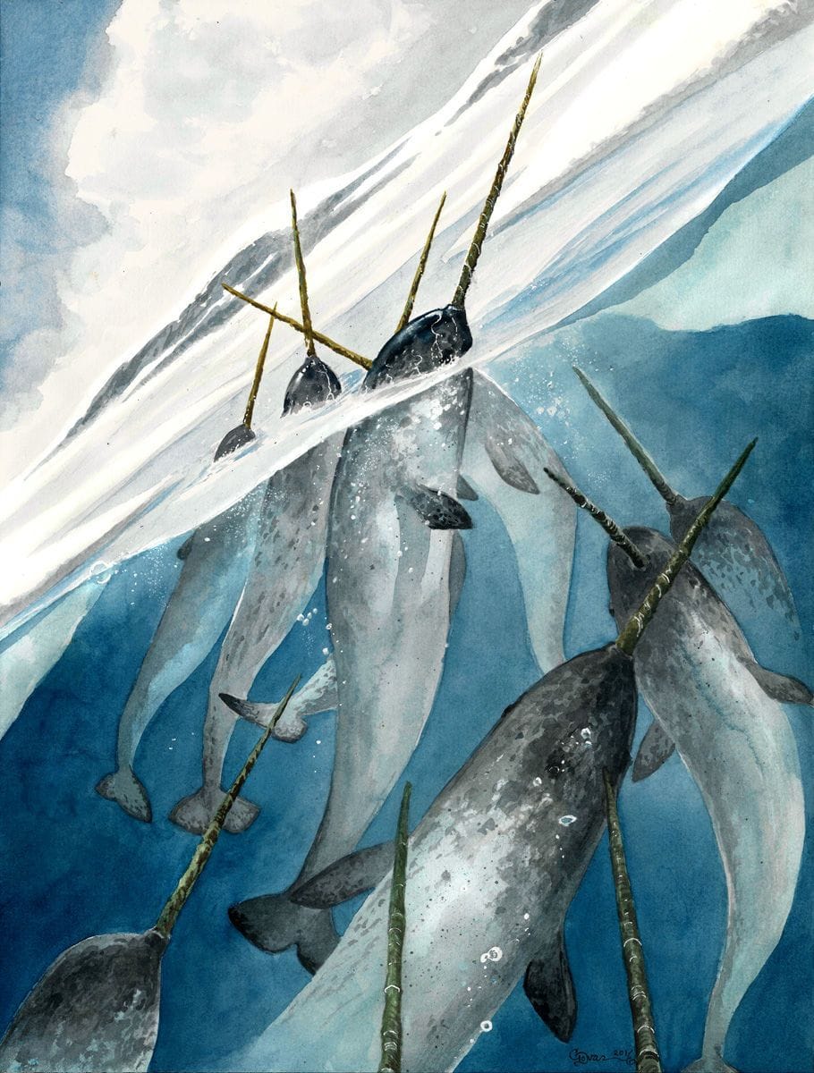 Artwork Title: Narwhals