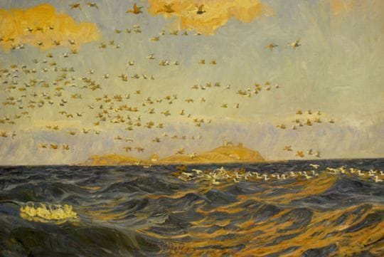 Artwork Title: A Flock of Eider near reef, Sprogo