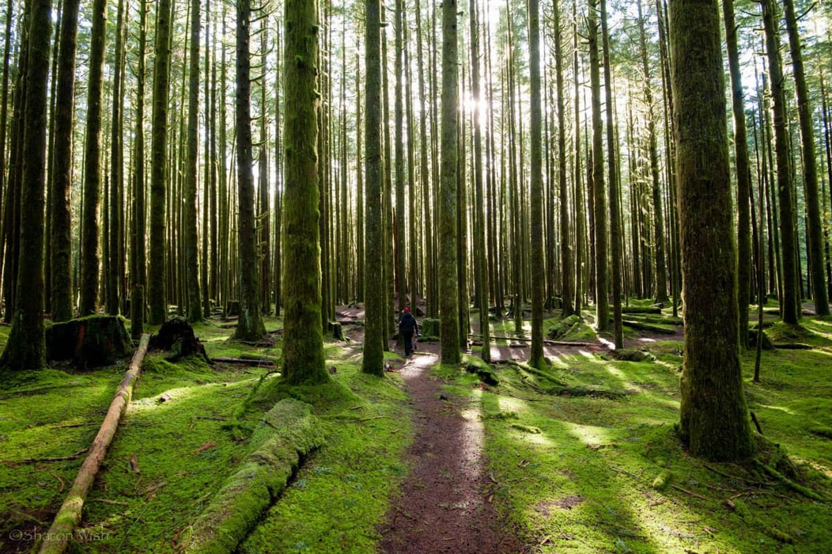 Artwork Title: The Path Less Traveled