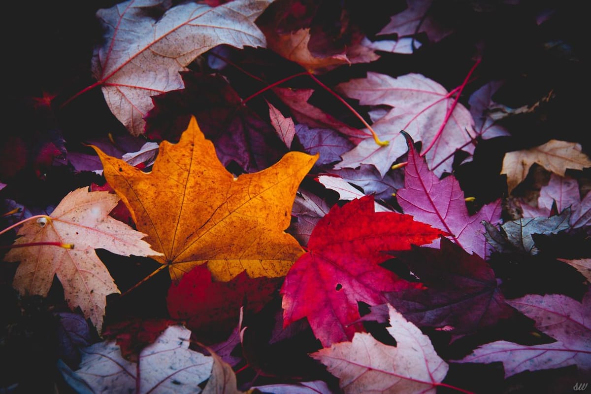 Artwork Title: Fallen Colors