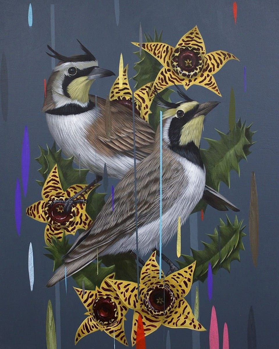 Artwork Title: Horned Larks and Huernia Zebrinas