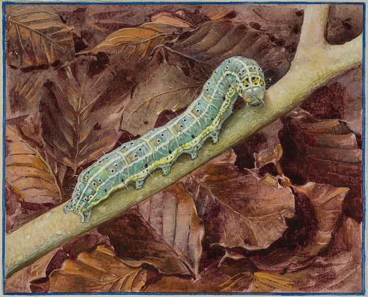 Artwork Title: Calymnia trapezina L. (Caterpillar of the Dun-bar moth)