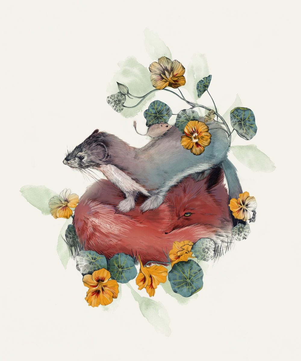 Artwork Title: Stoat & Fox