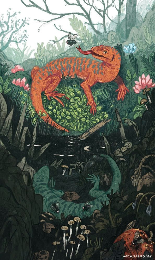 Artwork Title: Lacerta + Musca