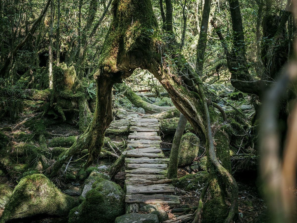 Artwork Title: Yakushima - The Forest Spirit