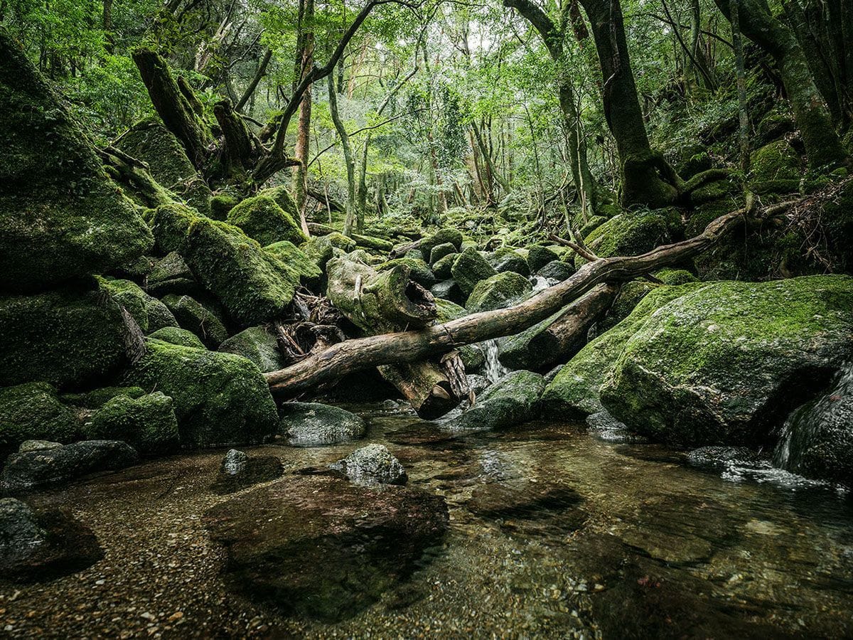 Artwork Title: Yakushima - The Forest Spirit