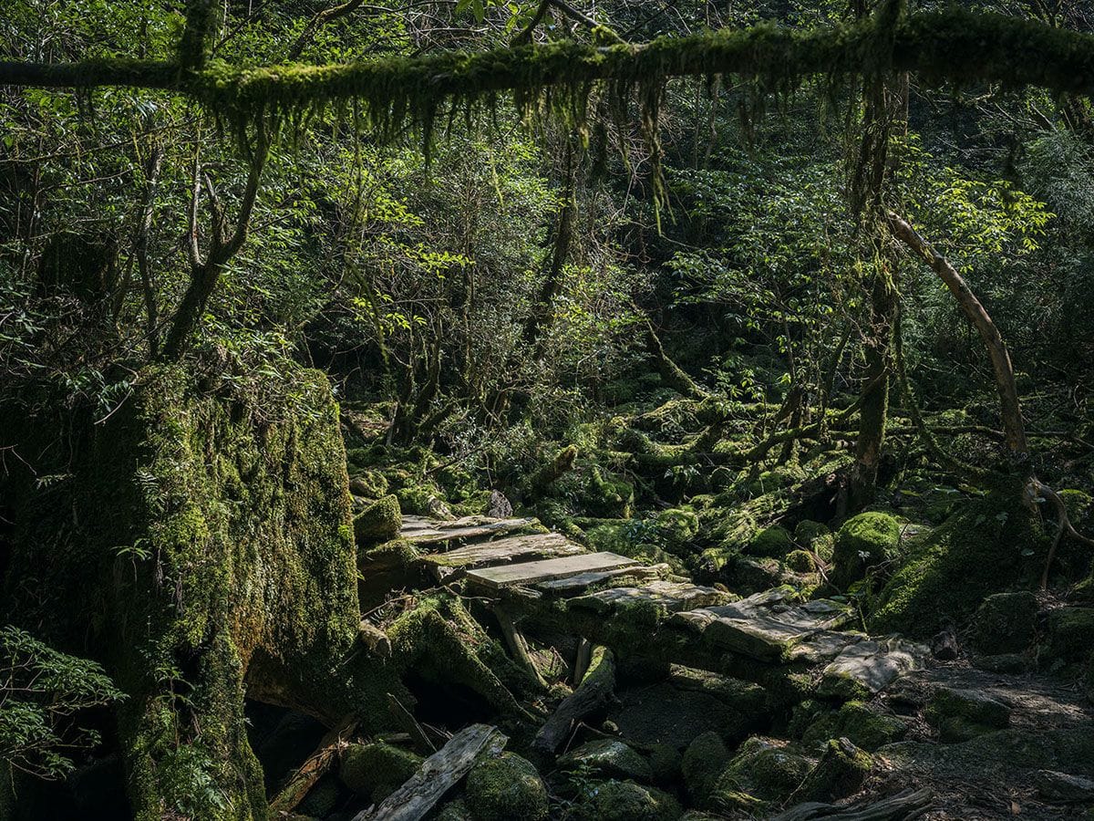 Artwork Title: Yakushima - The Forest Spirit