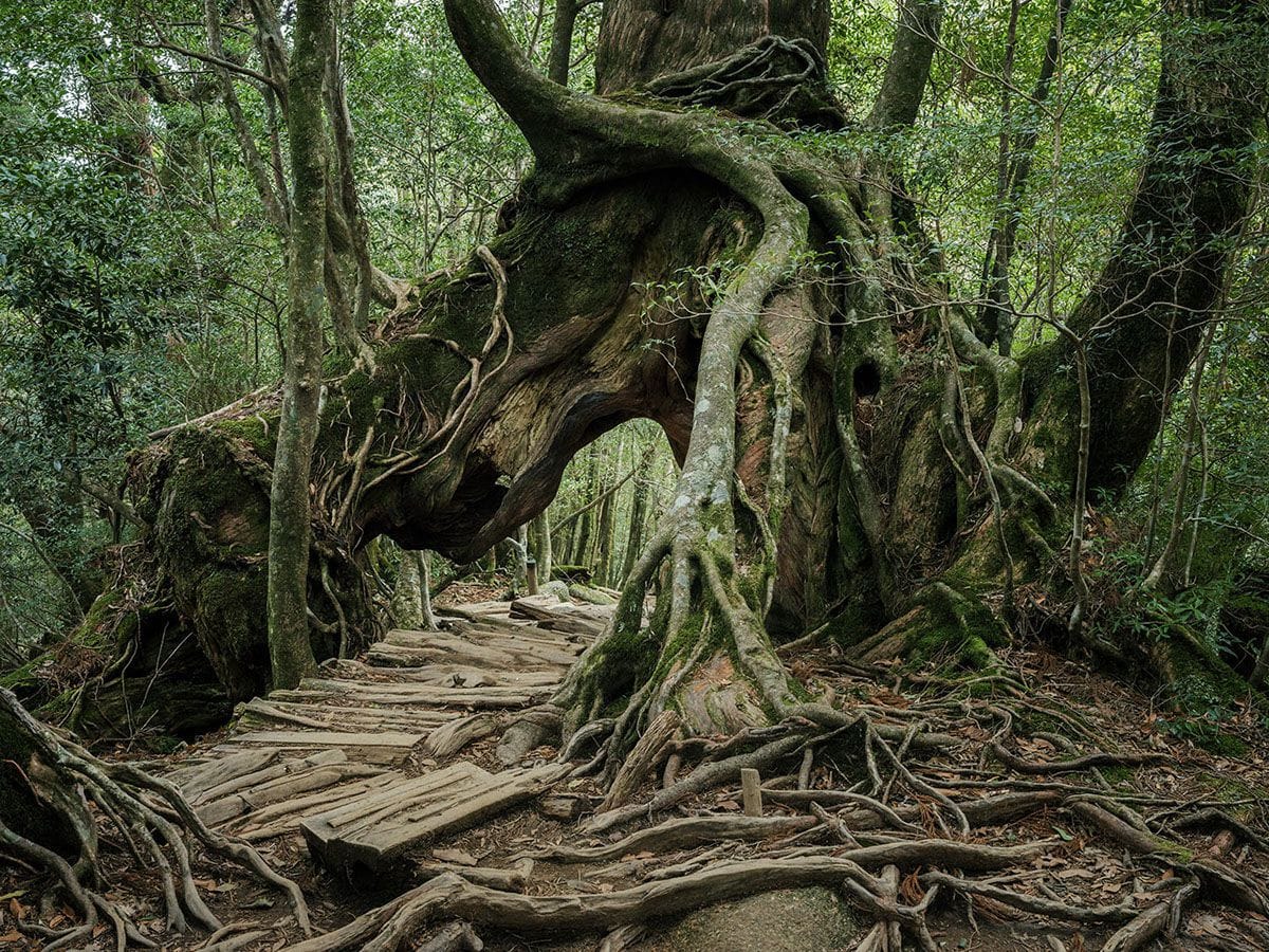 Artwork Title: Yakushima - The Forest Spirit