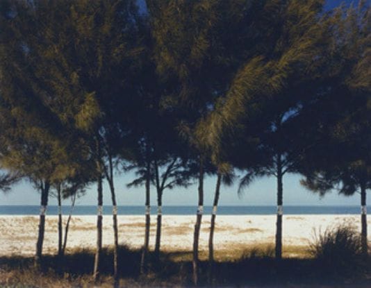 Artwork Title: Australian Pines  Fort De Soto, Florida