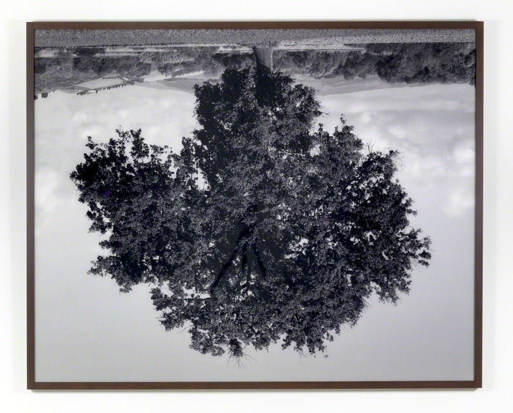 Artwork Title: Oak I, Volterra, Tuscany