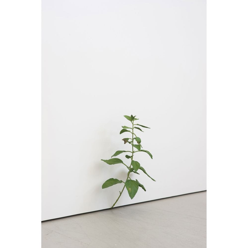 Artwork Title: Weed 255