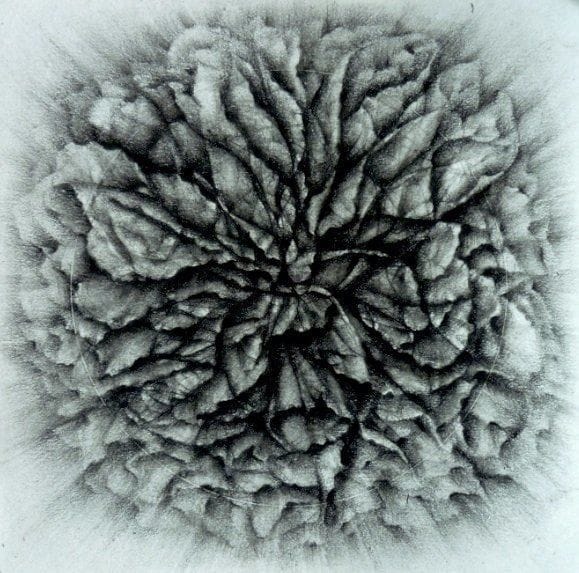 Artwork Title: Heaven In A Wild Flower