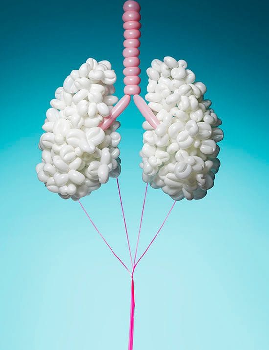 Artwork Title: Pneumatic Anatomy