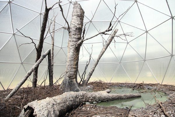 Artwork Title: Dark Ecology
