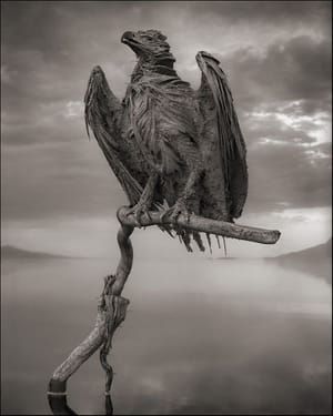 Artwork Title: A fish eagle