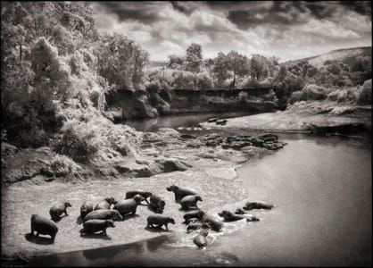 Artwork Title: Hippos