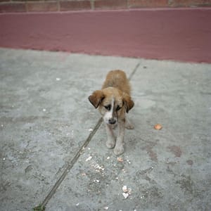 Artwork Title: Dog Days, Bogotá - Untitled 06