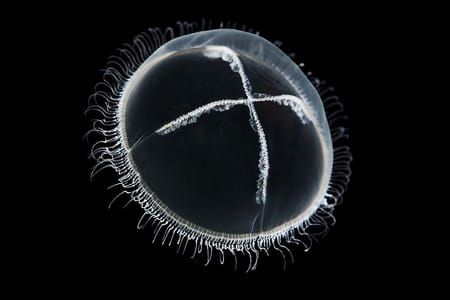 Artwork Title: Cuspidella sp
