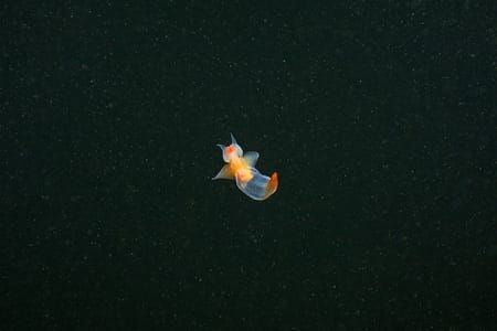 Artwork Title: Clione alone