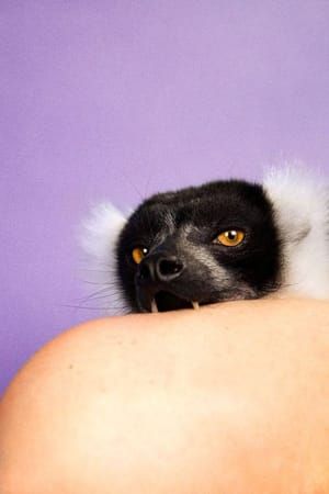 Artwork Title: Lemur (Lilac)