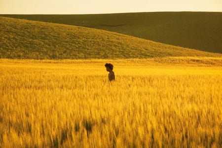 Artwork Title: Golden Grassland