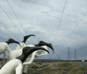 Artwork Title: Survey