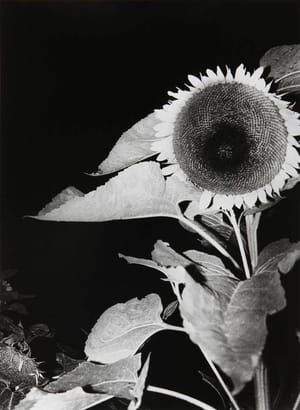 Artwork Title: Sunflower