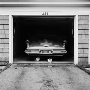 Artwork Title: Cats Guarding the Car