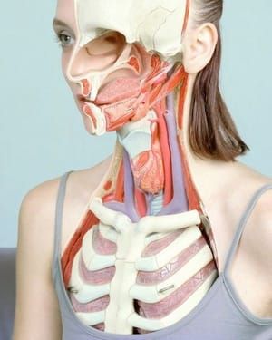 Artwork Title: Modische Atlas Der Anatomie