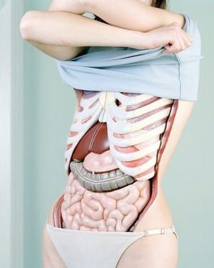 Artwork Title: Modische Atlas Der Anatomie