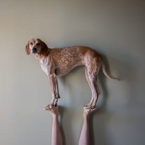 Artwork Title: Maddie The Coonhound