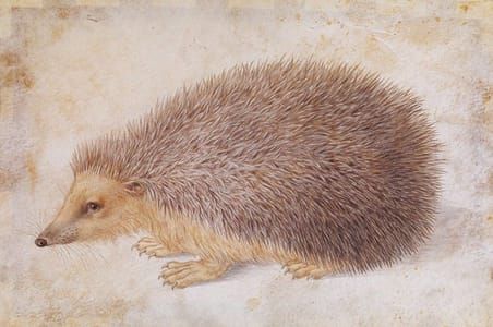 Artwork Title: A Hedgehog (Erinaceus roumanicus)