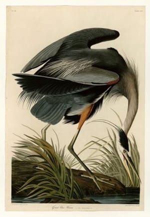 Artwork Title: Great Blue Heron - Plate 211