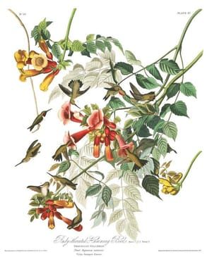 Artwork Title: Ruby-throated Hummingbird
