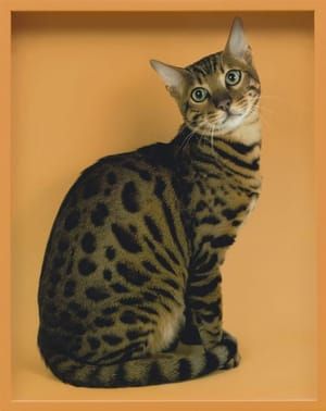 Artwork Title: Bengal