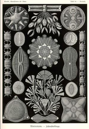 Artwork Title: Diatoma