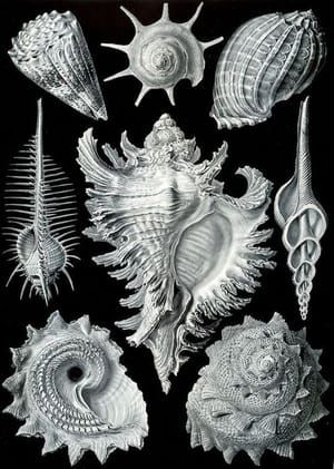Artwork Title: Prosobranchia
