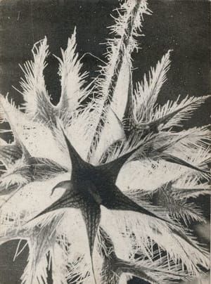 Artwork Title: Sans titre (chardon) (Untitled (Thistle) )