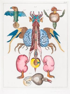 Artwork Title: Tab. 2 from the series Švankmajer’s Encyclopædia, or Švank-Meyer’s Bilderlexicon