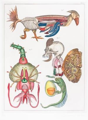 Artwork Title: Jan Švankmajer  Tab. 8 from the series Švankmajer’s Encyclopædia, or Švank-Meyer’s Bilderlexicon