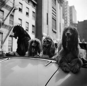 Artwork Title: Dogs In A Convertible