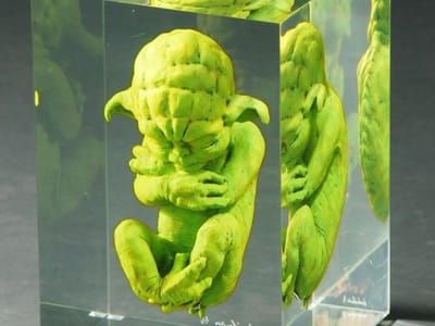 Artwork Title: Yoda Foetus