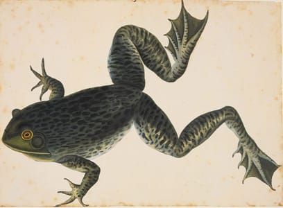 Artwork Title: Bullfrog