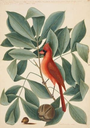 Artwork Title: The Red Bird, the Hiccory Tree, and the Pignut