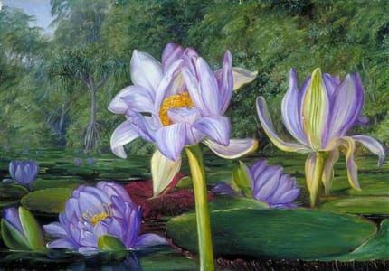 Artwork Title: View in the Botanic Garden, Brisbane, Queensland