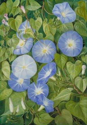 Artwork Title: Morning Glory, Natal