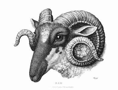 Artwork Title: Ram