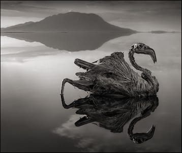 Artwork Title: Calcified Flamingo